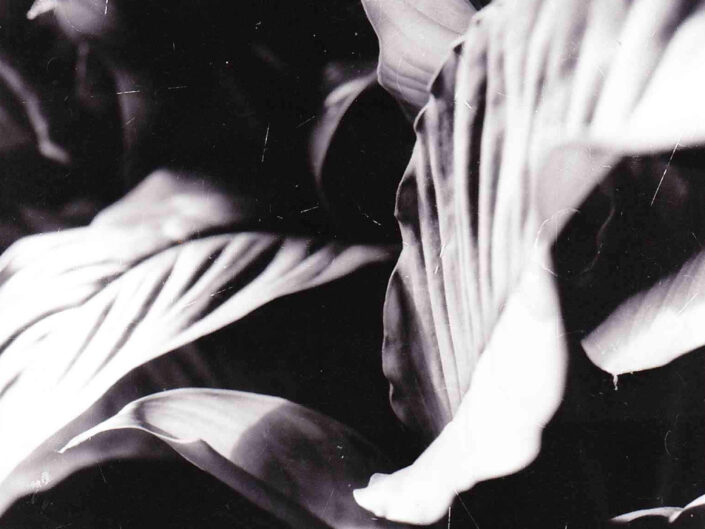 Abstract of leaves